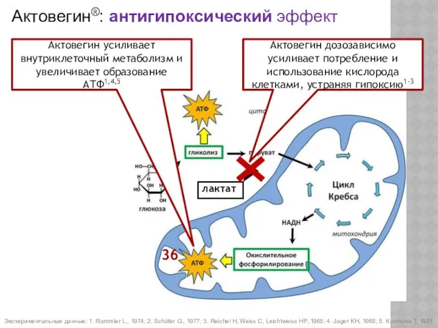 36 лактат Актовегин дозозависимо усиливает потребление и использование кислорода клетками,