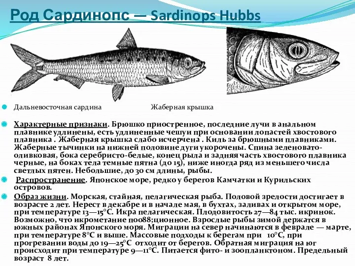 Род Сардинопс — Sardinops Hubbs Характерные признаки. Брюшко приостренное, последние
