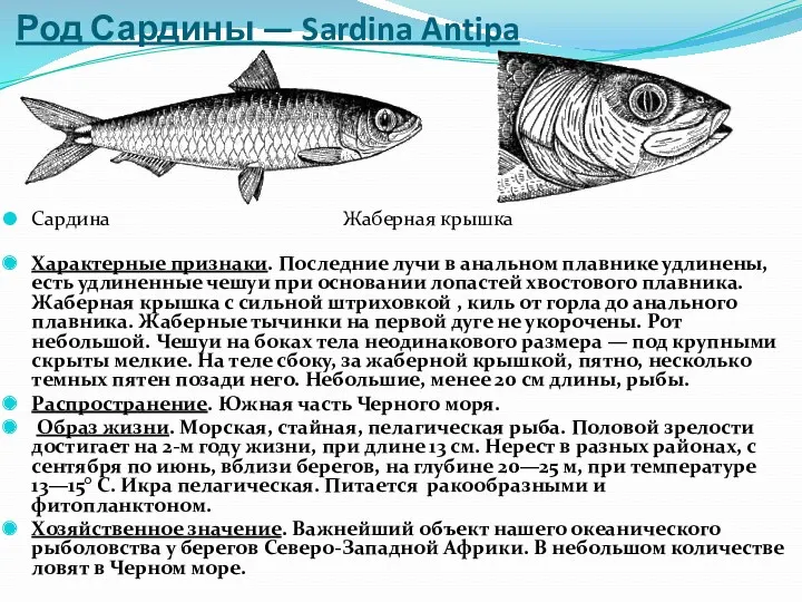 Род Сардины — Sardina Antipa Характерные признаки. Последние лучи в