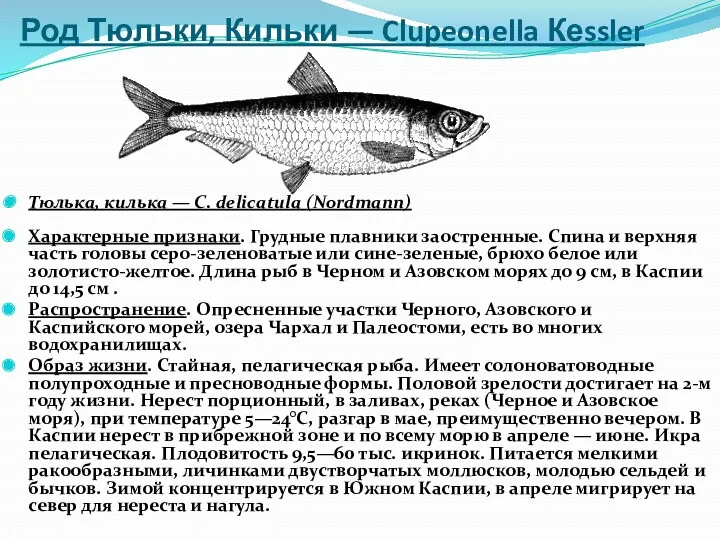 Род Тюльки, Кильки — Clupeonella Кеssler Характерные признаки. Грудные плавники