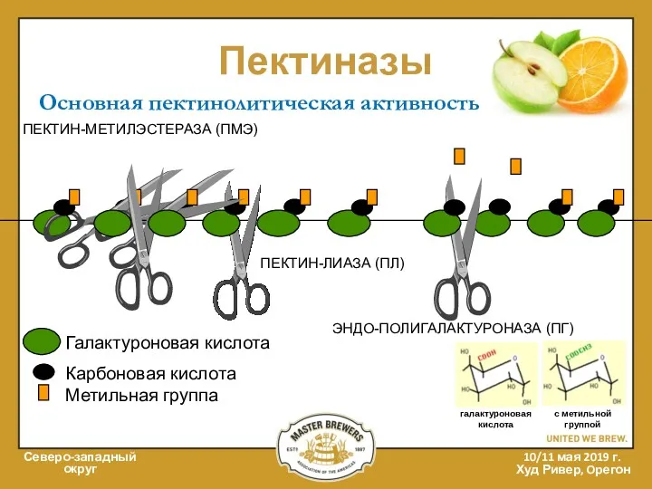 Пектиназы Северо-западный округ 10/11 мая 2019 г. Худ Ривер, Oрегон