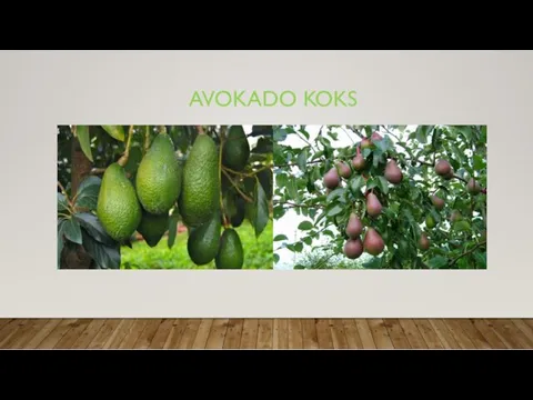 AVOKADO KOKS