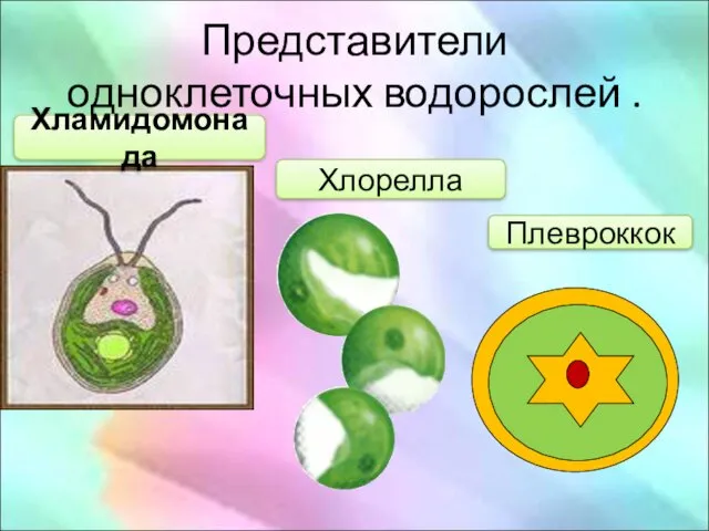 Представители одноклеточных водорослей . Хламидомонада Хлорелла Плевроккок