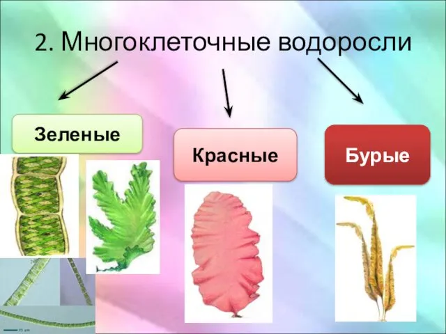 2. Многоклеточные водоросли Зеленые Красные Бурые