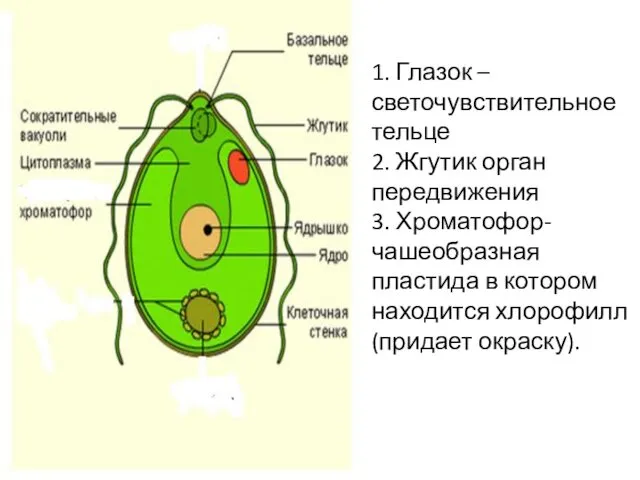 1. Глазок – светочувствительное тельце 2. Жгутик орган передвижения 3.