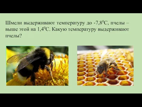 Шмели выдерживают температуру до -7,80С, пчелы – выше этой на 1,40С. Какую температуру выдерживают пчелы?