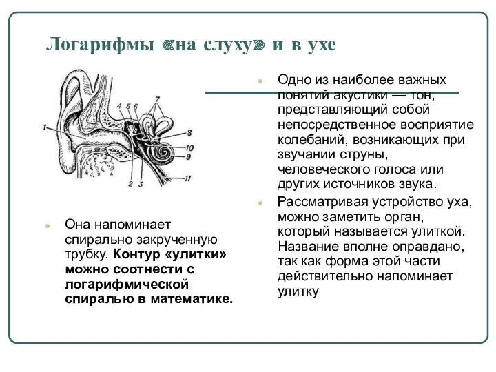 Логарифмы «на слуху» и в ухе Она напоминает спирально закрученную