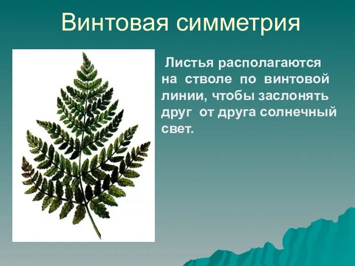 Винтовая симметрия Листья располагаются на стволе по винтовой линии, чтобы заслонять друг от друга солнечный свет.