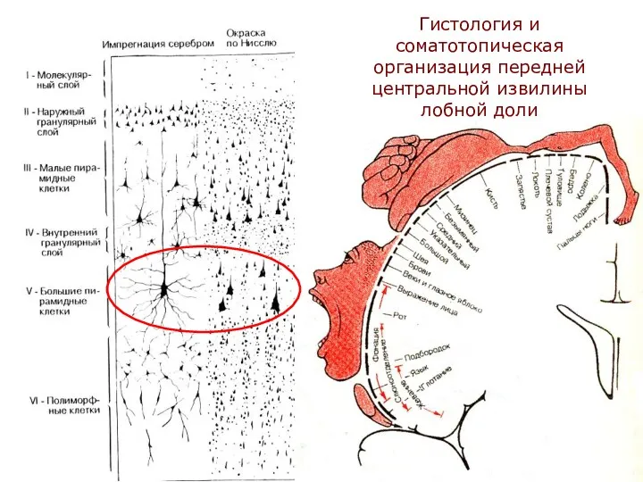 Гистология и соматотопическая организация передней центральной извилины лобной доли