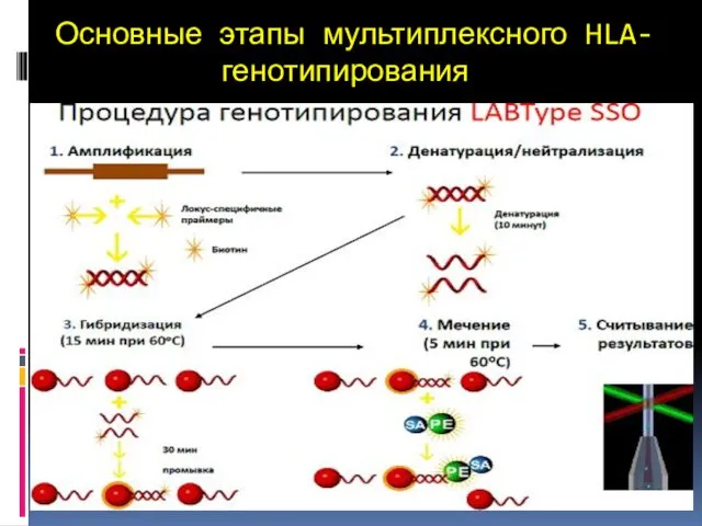 Основные этапы мультиплексного HLA-генотипирования