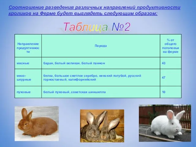 Соотношение разведения различных направлений продуктивности кроликов на Ферме будет выглядеть следующим образом: Таблица №2