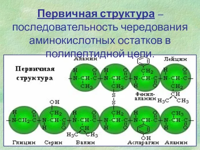 Первичная структура – последовательность чередования аминокислотных остатков в полипептидной цепи.