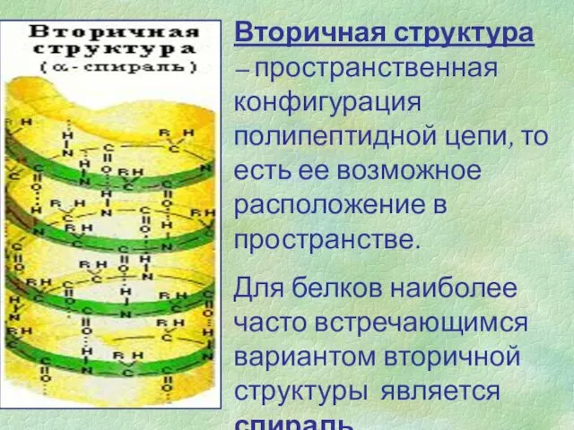 Вторичная структура – пространственная конфигурация полипептидной цепи, то есть ее