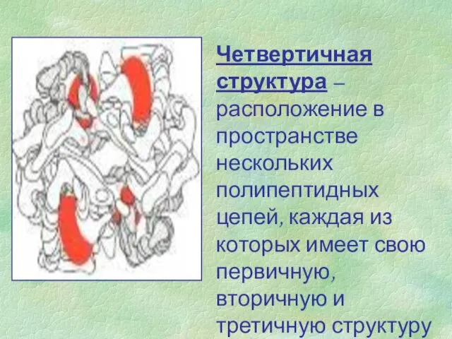 Четвертичная структура – расположение в пространстве нескольких полипептидных цепей, каждая