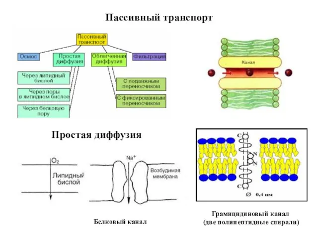 Пассивный транспорт Простая диффузия Белковый канал Грамицидиновый канал (две полипептидные спирали)