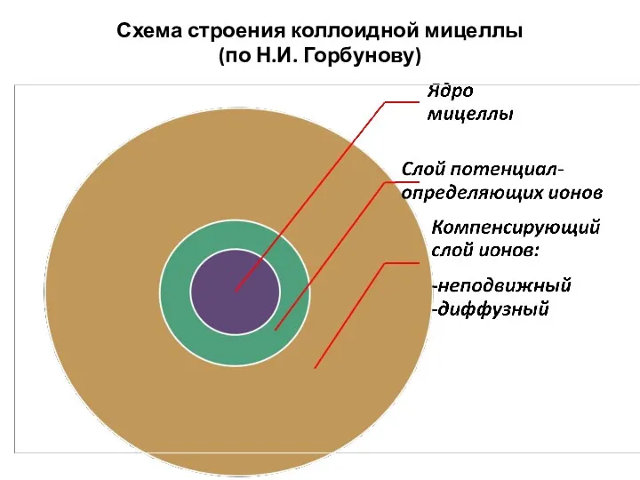 Схема строения коллоидной мицеллы (по Н.И. Горбунову)