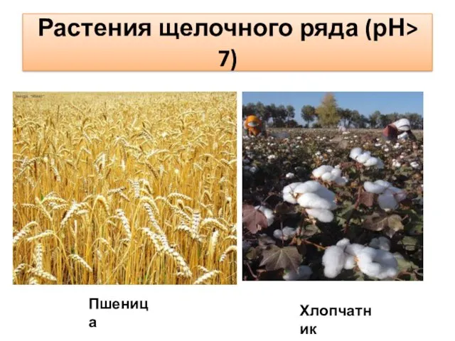 Растения щелочного ряда (рН> 7) Пшеница Хлопчатник