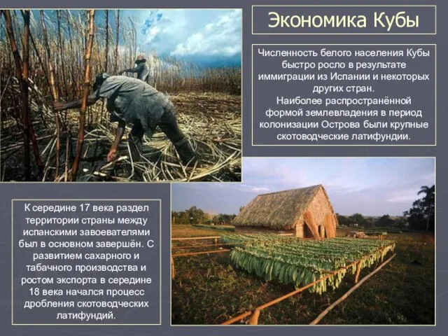 Экономика Кубы Численность белого населения Кубы быстро росло в результате