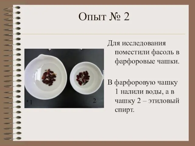 Опыт № 2 Для исследования поместили фасоль в фарфоровые чашки.