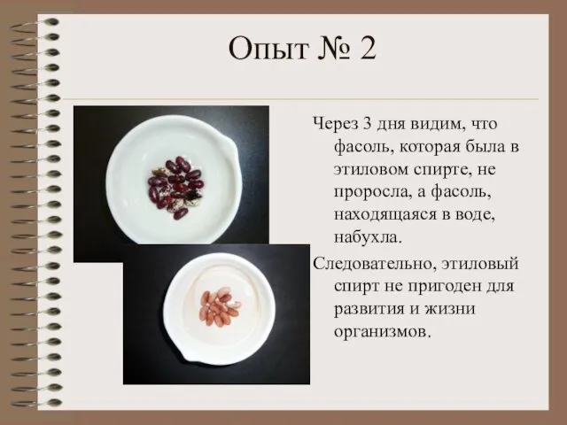 Опыт № 2 Через 3 дня видим, что фасоль, которая