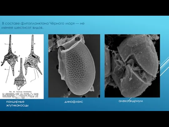 В составе фитопланктона Чёрного моря — не менее шестисот видов. панцирные жгутиконосцы динофизис александриум