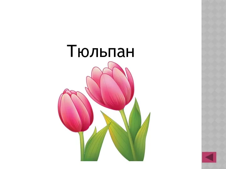 Тюльпан