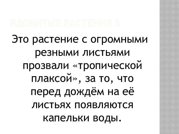 ЯДОВИТЫЕ РАСТЕНИЯ 5 Это растение с огромными резными листьями прозвали