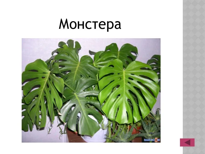 Монстера