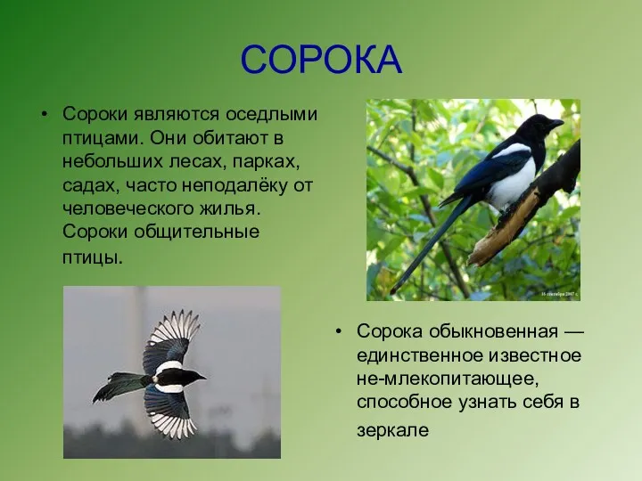 СОРОКА Сороки являются оседлыми птицами. Они обитают в небольших лесах,