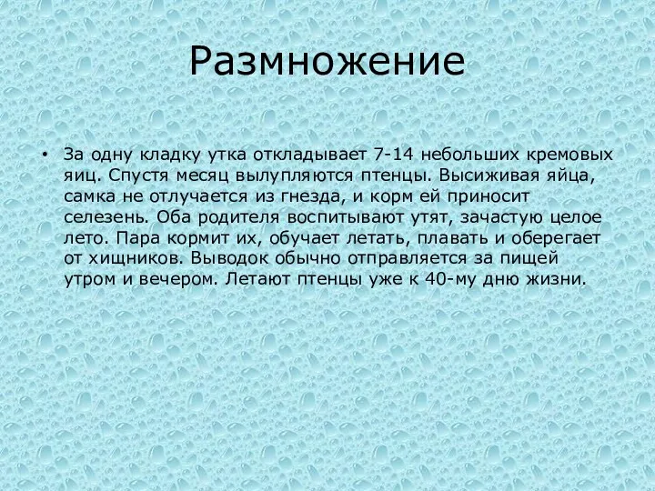 Размножение За одну кладку утка откладывает 7-14 небольших кремовых яиц.