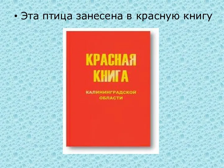 Эта птица занесена в красную книгу