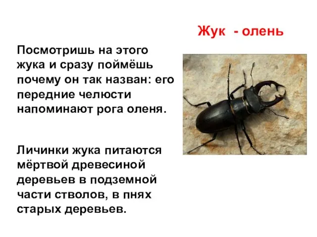 Посмотришь на этого жука и сразу поймёшь почему он так назван: его передние