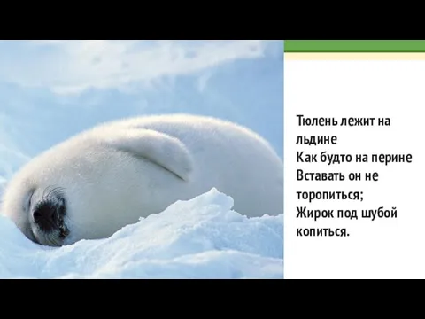 Тюлень лежит на льдине Как будто на перине Вставать он не торопиться; Жирок под шубой копиться.
