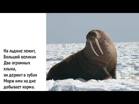 На льдине лежит, Большой великан Два огромных клыка, он держит в зубах Морж