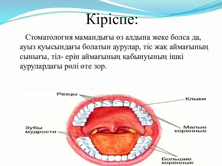 Кіріспе: Стоматология мамандығы өз алдына жеке болса да, ауыз қуысындағы