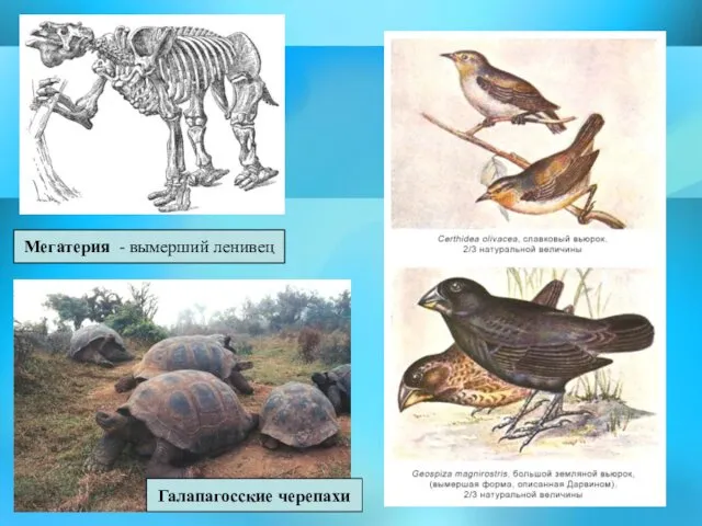 Мегатерия - вымерший ленивец Галапагосские черепахи