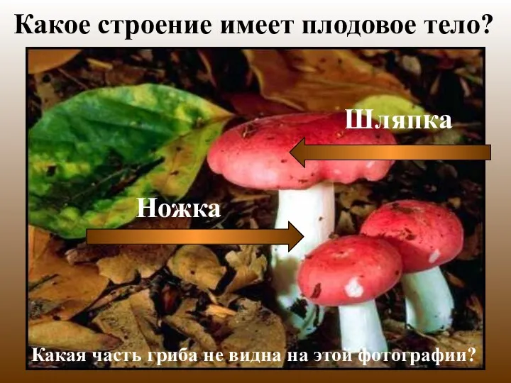 Какое строение имеет плодовое тело? Какая часть гриба не видна на этой фотографии?