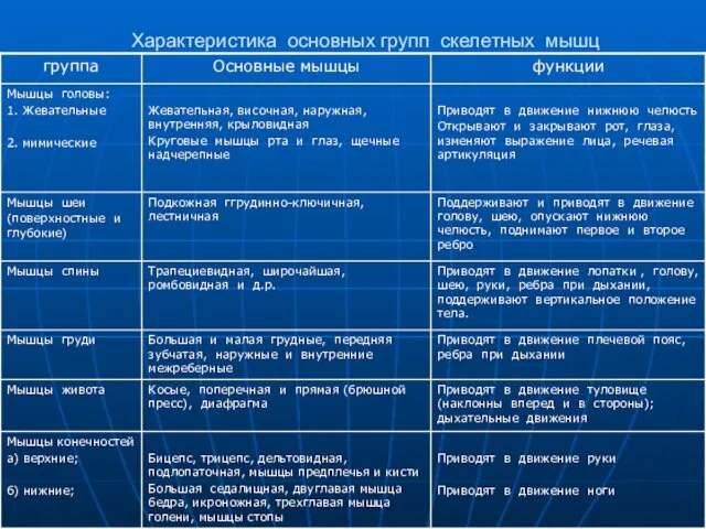 Характеристика основных групп скелетных мышц