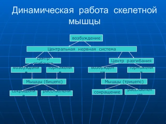 Динамическая работа скелетной мышцы возбуждение Центральная нервная система Центр сгибания