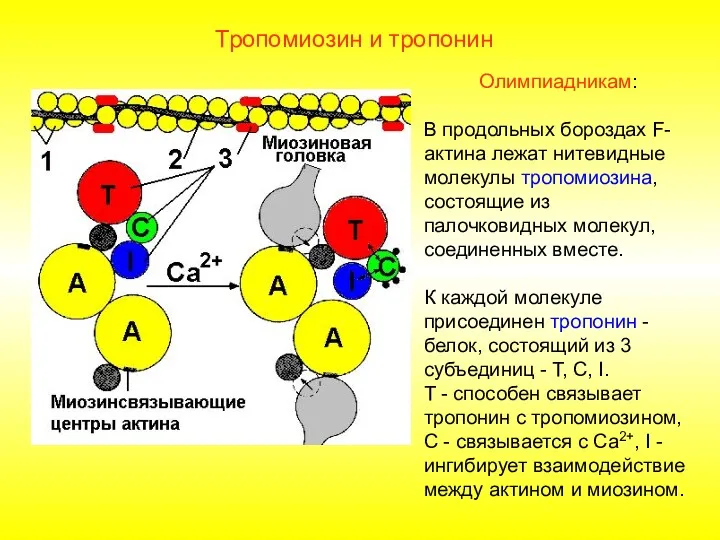 Тропомиозин и тропонин Олимпиадникам: В продольных бороздах F-актина лежат нитевидные молекулы тропомиозина, состоящие