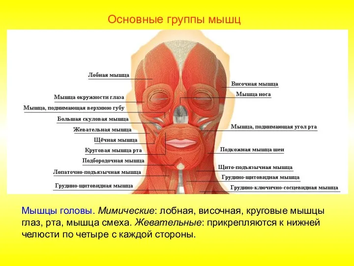 Основные группы мышц Мышцы головы. Мимические: лобная, височная, круговые мышцы глаз, рта, мышца