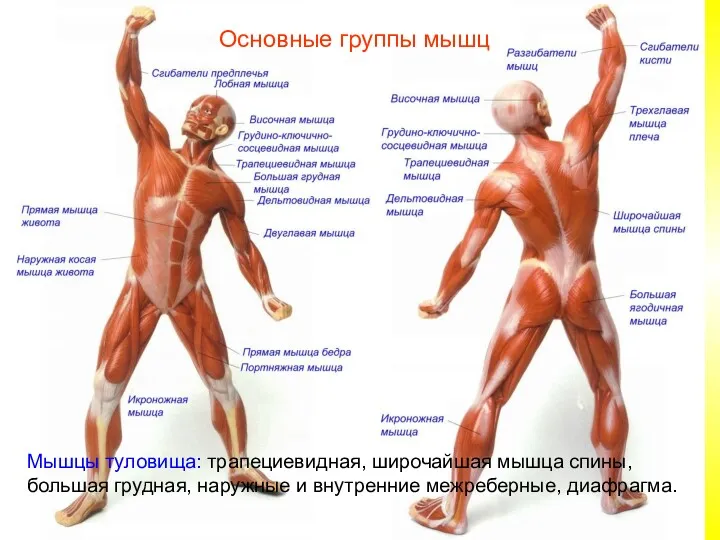 Основные группы мышц Мышцы туловища: трапециевидная, широчайшая мышца спины, большая грудная, наружные и внутренние межреберные, диафрагма.