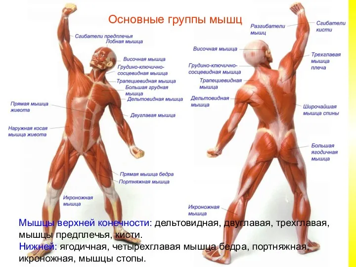 Основные группы мышц Мышцы верхней конечности: дельтовидная, двуглавая, трехглавая, мышцы предплечья, кисти. Нижней:
