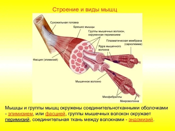 Строение и виды мышц Мышцы и группы мышц окружены соединительнотканными оболочками - эпимизием,