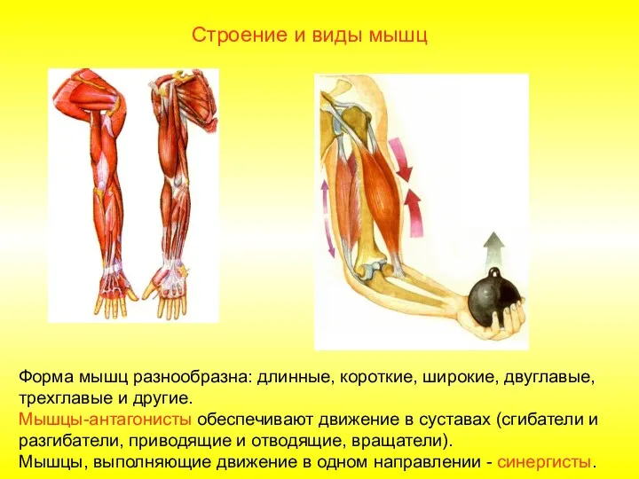 Строение и виды мышц Форма мышц разнообразна: длинные, короткие, широкие, двуглавые, трехглавые и