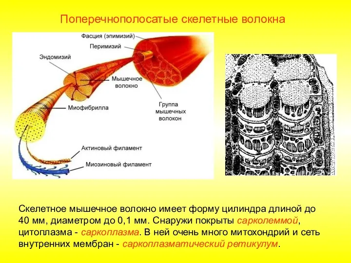 Поперечнополосатые скелетные волокна Скелетное мышечное волокно имеет форму цилиндра длиной до 40 мм,