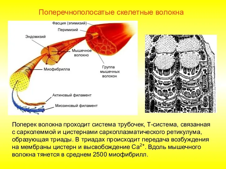 Поперечнополосатые скелетные волокна Поперек волокна проходит система трубочек, Т-система, связанная с сарколеммой и