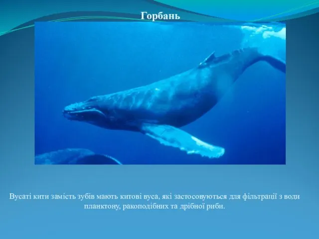 Горбань Вусаті кити замість зубів мають китові вуса, які застосовуються
