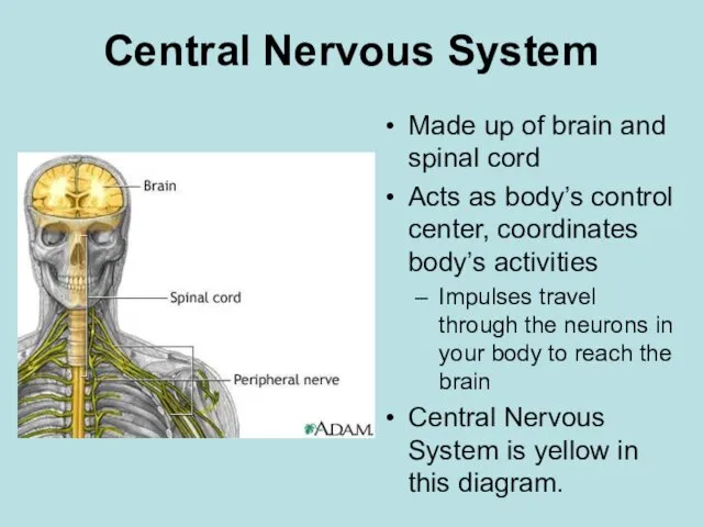 Central Nervous System Made up of brain and spinal cord