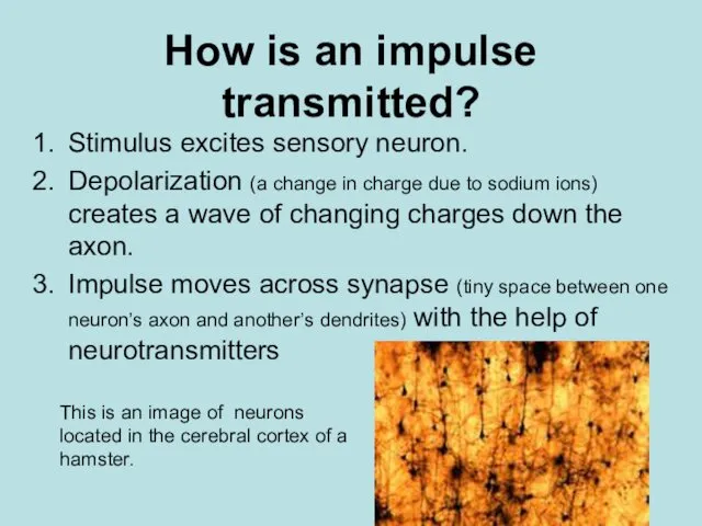 How is an impulse transmitted? Stimulus excites sensory neuron. Depolarization